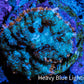 Ultra Rhodactis Coral -  2cm  WYSIWYG Ultra Rhodactis Coral -  2cm  WYSIWYG Animals & Pet Supplies Ultra Rhodactis Coral -  2cm  WYSIWYG Zeo Box Reef
