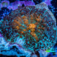 Ultra Rhodactis Coral -  3cm WYSIWYG D7R1B2 Ultra Rhodactis Coral -  3cm WYSIWYG D7R1B2 Animals & Pet Supplies Ultra Rhodactis Coral -  3cm WYSIWYG D7R1B2 Zeo Box Reef