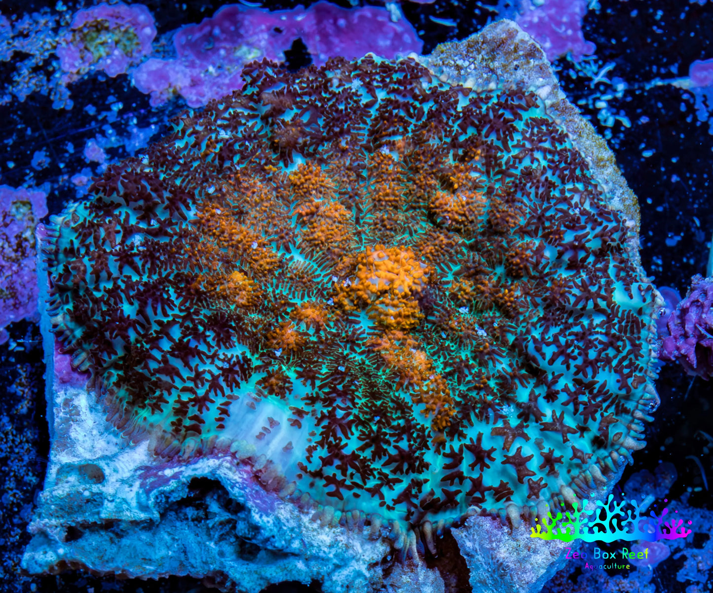 Ultra Rhodactis Coral -  3cm WYSIWYG D7R1B2 Ultra Rhodactis Coral -  3cm WYSIWYG D7R1B2 Animals & Pet Supplies Ultra Rhodactis Coral -  3cm WYSIWYG D7R1B2 Zeo Box Reef