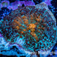 Ultra Rhodactis Coral -  3cm WYSIWYG D7R1B2 Ultra Rhodactis Coral -  3cm WYSIWYG D7R1B2 Animals & Pet Supplies Ultra Rhodactis Coral -  3cm WYSIWYG D7R1B2 Zeo Box Reef