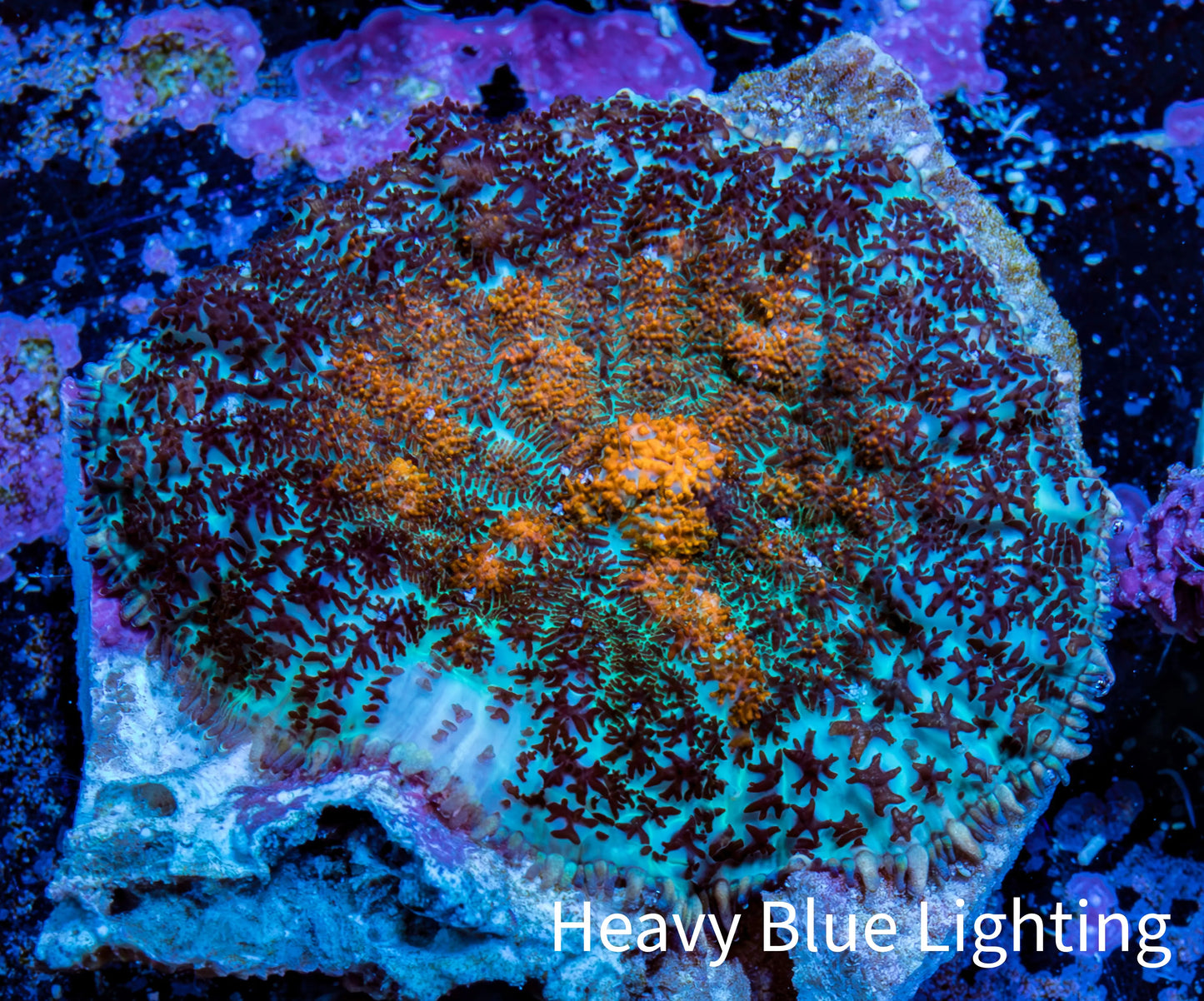 Ultra Rhodactis Coral -  3cm WYSIWYG D7R1B2 Ultra Rhodactis Coral -  3cm WYSIWYG D7R1B2 Animals & Pet Supplies Ultra Rhodactis Coral -  3cm WYSIWYG D7R1B2 Zeo Box Reef