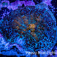 Ultra Rhodactis Coral -  3cm WYSIWYG D8R1B2 Ultra Rhodactis Coral -  3cm WYSIWYG D8R1B2 Animals & Pet Supplies Ultra Rhodactis Coral -  3cm WYSIWYG D8R1B2 Zeo Box Reef