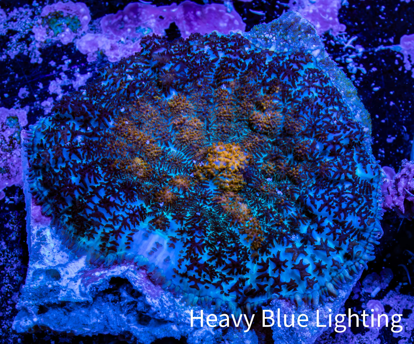 Ultra Rhodactis Coral -  3cm WYSIWYG D8R1B2 Ultra Rhodactis Coral -  3cm WYSIWYG D8R1B2 Animals & Pet Supplies Ultra Rhodactis Coral -  3cm WYSIWYG D8R1B2 Zeo Box Reef