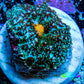 Ultra Rhodactis Coral - Teal and Yellow 2cm Ultra Rhodactis Coral - Teal and Yellow 2cm Animals & Pet Supplies Ultra Rhodactis Coral - Teal and Yellow 2cm Zeo Box Reef