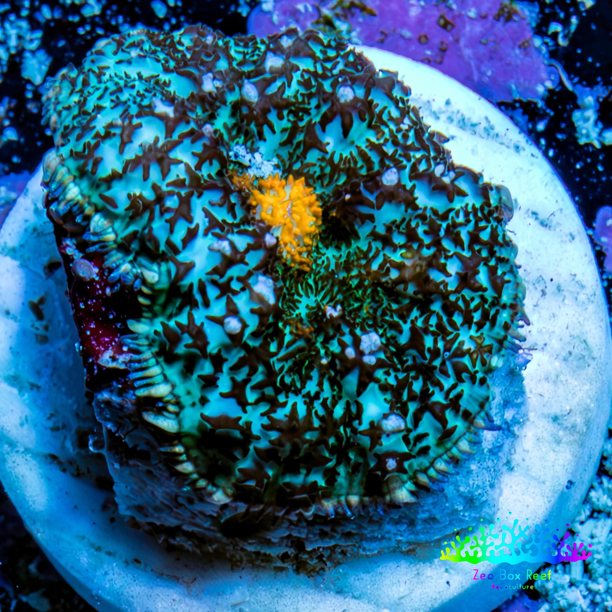 Ultra Rhodactis Coral - Teal and Yellow 2cm Ultra Rhodactis Coral - Teal and Yellow 2cm Animals & Pet Supplies Ultra Rhodactis Coral - Teal and Yellow 2cm Zeo Box Reef