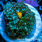 Ultra Rhodactis Coral - Teal and Yellow 2cm Ultra Rhodactis Coral - Teal and Yellow 2cm Animals & Pet Supplies Ultra Rhodactis Coral - Teal and Yellow 2cm Zeo Box Reef