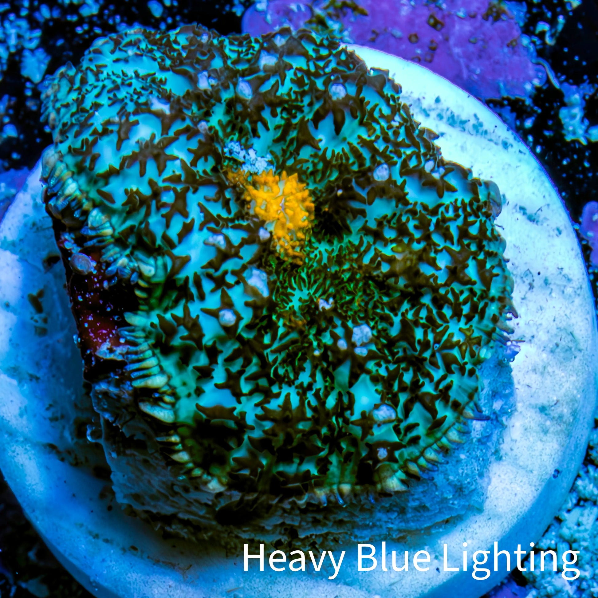 Ultra Rhodactis Coral - Teal and Yellow 2cm Ultra Rhodactis Coral - Teal and Yellow 2cm Animals & Pet Supplies Ultra Rhodactis Coral - Teal and Yellow 2cm Zeo Box Reef