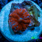 Ultra Rhodactis Coral -  WYSIWYG 1.2cm B11R1B2 Ultra Rhodactis Coral -  WYSIWYG 1.2cm B11R1B2 Animals & Pet Supplies Ultra Rhodactis Coral -  WYSIWYG 1.2cm B11R1B2 Zeo Box Reef