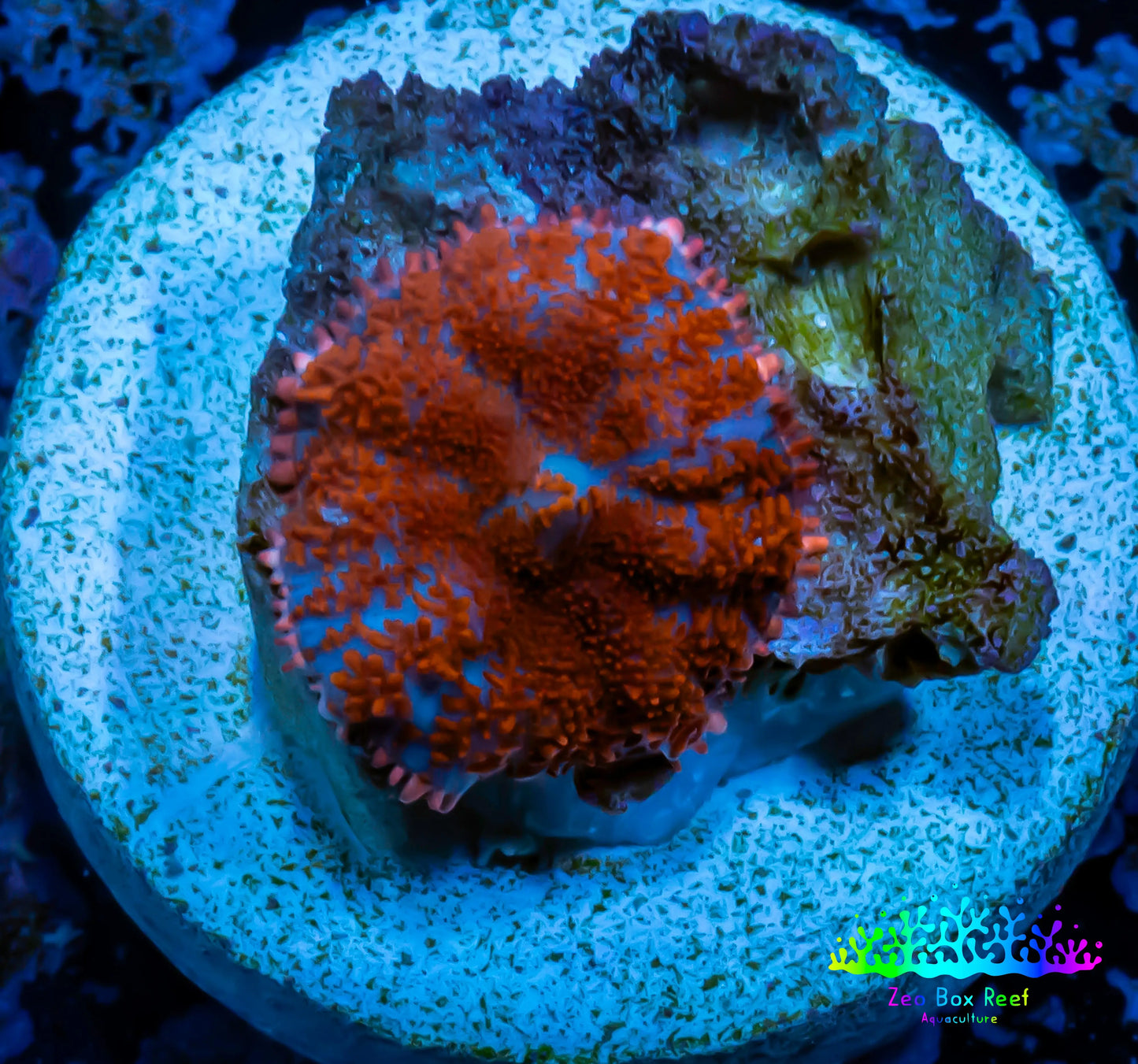 Ultra Rhodactis Coral -  WYSIWYG 1.2cm B11R1B2 Ultra Rhodactis Coral -  WYSIWYG 1.2cm B11R1B2 Animals & Pet Supplies Ultra Rhodactis Coral -  WYSIWYG 1.2cm B11R1B2 Zeo Box Reef