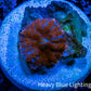 Ultra Rhodactis Coral -  WYSIWYG 1.2cm B11R1B2 Ultra Rhodactis Coral -  WYSIWYG 1.2cm B11R1B2 Animals & Pet Supplies Ultra Rhodactis Coral -  WYSIWYG 1.2cm B11R1B2 Zeo Box Reef