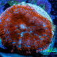 Ultra Rhodactis Coral -  WYSIWYG 1.2cm C11R1B2 Ultra Rhodactis Coral -  WYSIWYG 1.2cm C11R1B2 Animals & Pet Supplies Ultra Rhodactis Coral -  WYSIWYG 1.2cm C11R1B2 Zeo Box Reef