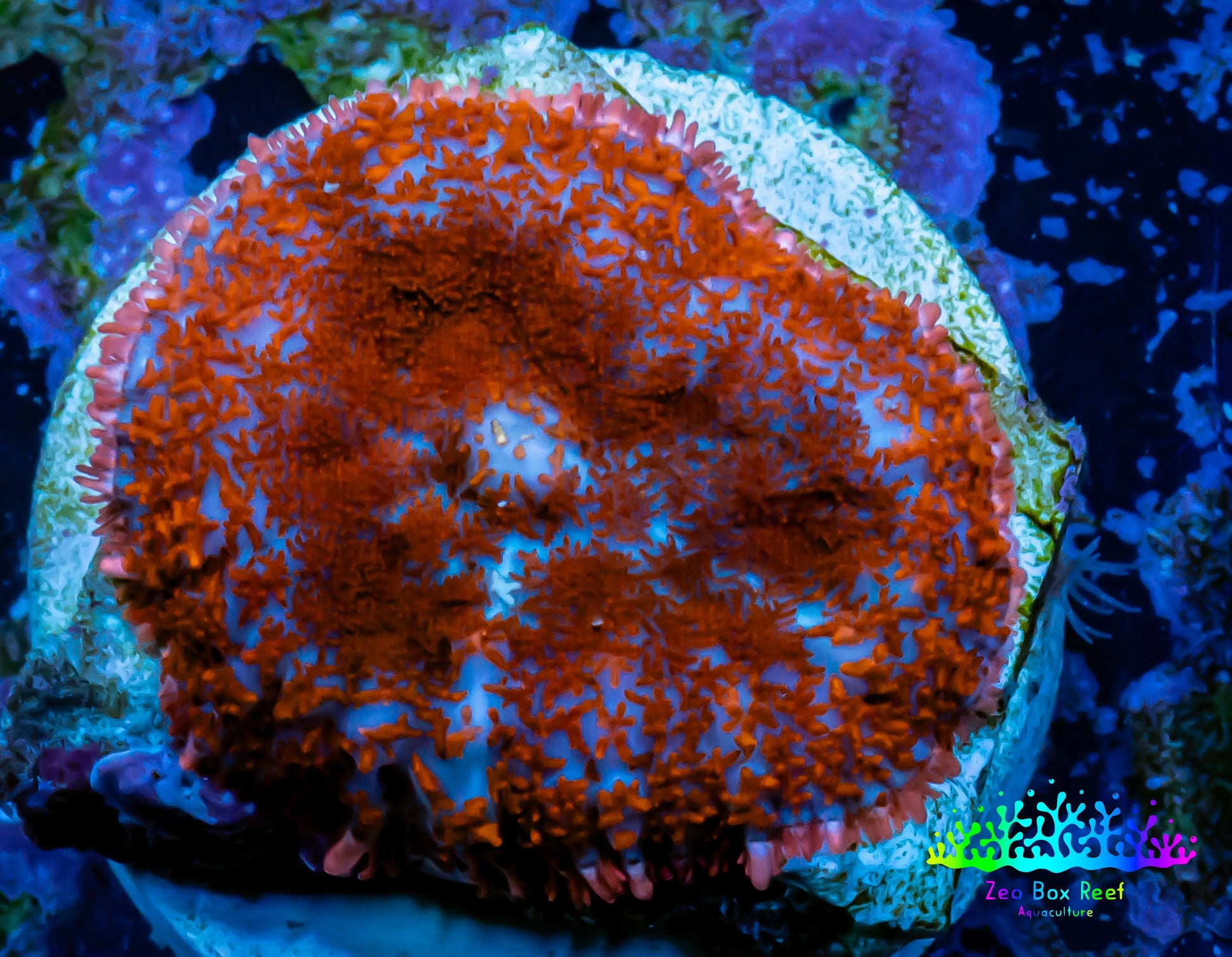Ultra Rhodactis Coral -  WYSIWYG 1.2cm C11R1B2 Ultra Rhodactis Coral -  WYSIWYG 1.2cm C11R1B2 Animals & Pet Supplies Ultra Rhodactis Coral -  WYSIWYG 1.2cm C11R1B2 Zeo Box Reef