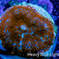 Ultra Rhodactis Coral -  WYSIWYG 1.2cm C11R1B2 Ultra Rhodactis Coral -  WYSIWYG 1.2cm C11R1B2 Animals & Pet Supplies Ultra Rhodactis Coral -  WYSIWYG 1.2cm C11R1B2 Zeo Box Reef