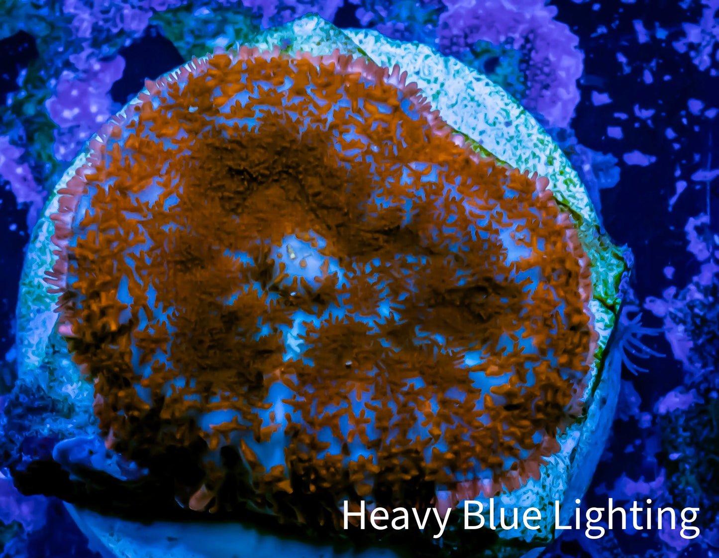 Ultra Rhodactis Coral -  WYSIWYG 1.2cm C11R1B2 Ultra Rhodactis Coral -  WYSIWYG 1.2cm C11R1B2 Animals & Pet Supplies Ultra Rhodactis Coral -  WYSIWYG 1.2cm C11R1B2 Zeo Box Reef