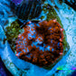 Ultra Rhodactis Coral -  WYSIWYG 1.5cm B10R1B2 Ultra Rhodactis Coral -  WYSIWYG 1.5cm B10R1B2 Animals & Pet Supplies Ultra Rhodactis Coral -  WYSIWYG 1.5cm B10R1B2 Zeo Box Reef
