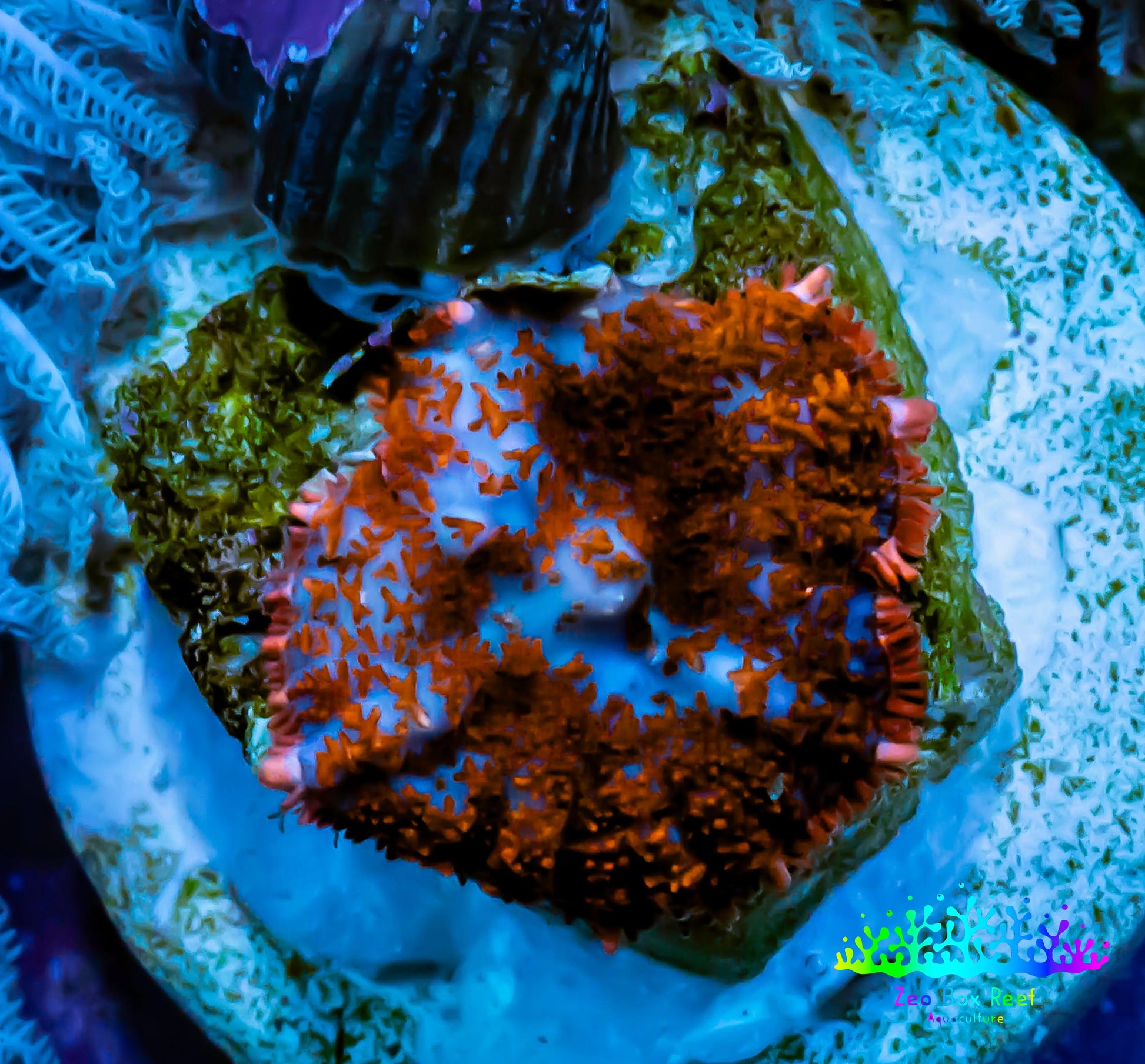Ultra Rhodactis Coral -  WYSIWYG 1.5cm B10R1B2 Ultra Rhodactis Coral -  WYSIWYG 1.5cm B10R1B2 Animals & Pet Supplies Ultra Rhodactis Coral -  WYSIWYG 1.5cm B10R1B2 Zeo Box Reef