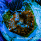 Ultra Rhodactis Coral -  WYSIWYG 1.5cm B10R1B2 Ultra Rhodactis Coral -  WYSIWYG 1.5cm B10R1B2 Animals & Pet Supplies Ultra Rhodactis Coral -  WYSIWYG 1.5cm B10R1B2 Zeo Box Reef