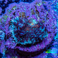 Ultra Rhodactis Coral WYSIWYG 1cm A7R1B2 Ultra Rhodactis Coral WYSIWYG 1cm A7R1B2 Animals & Pet Supplies Ultra Rhodactis Coral WYSIWYG 1cm A7R1B2 Zeo Box Reef