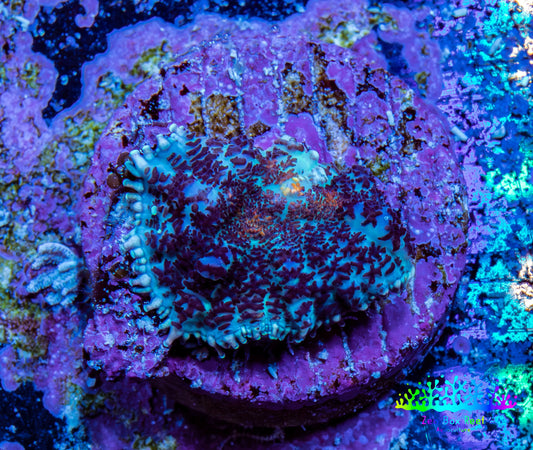 Ultra Rhodactis Coral WYSIWYG 1cm A7R1B2 Ultra Rhodactis Coral WYSIWYG 1cm A7R1B2 Animals & Pet Supplies Ultra Rhodactis Coral WYSIWYG 1cm A7R1B2 Zeo Box Reef