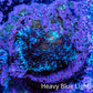 Ultra Rhodactis Coral WYSIWYG 1cm A7R1B2 Ultra Rhodactis Coral WYSIWYG 1cm A7R1B2 Animals & Pet Supplies Ultra Rhodactis Coral WYSIWYG 1cm A7R1B2 Zeo Box Reef