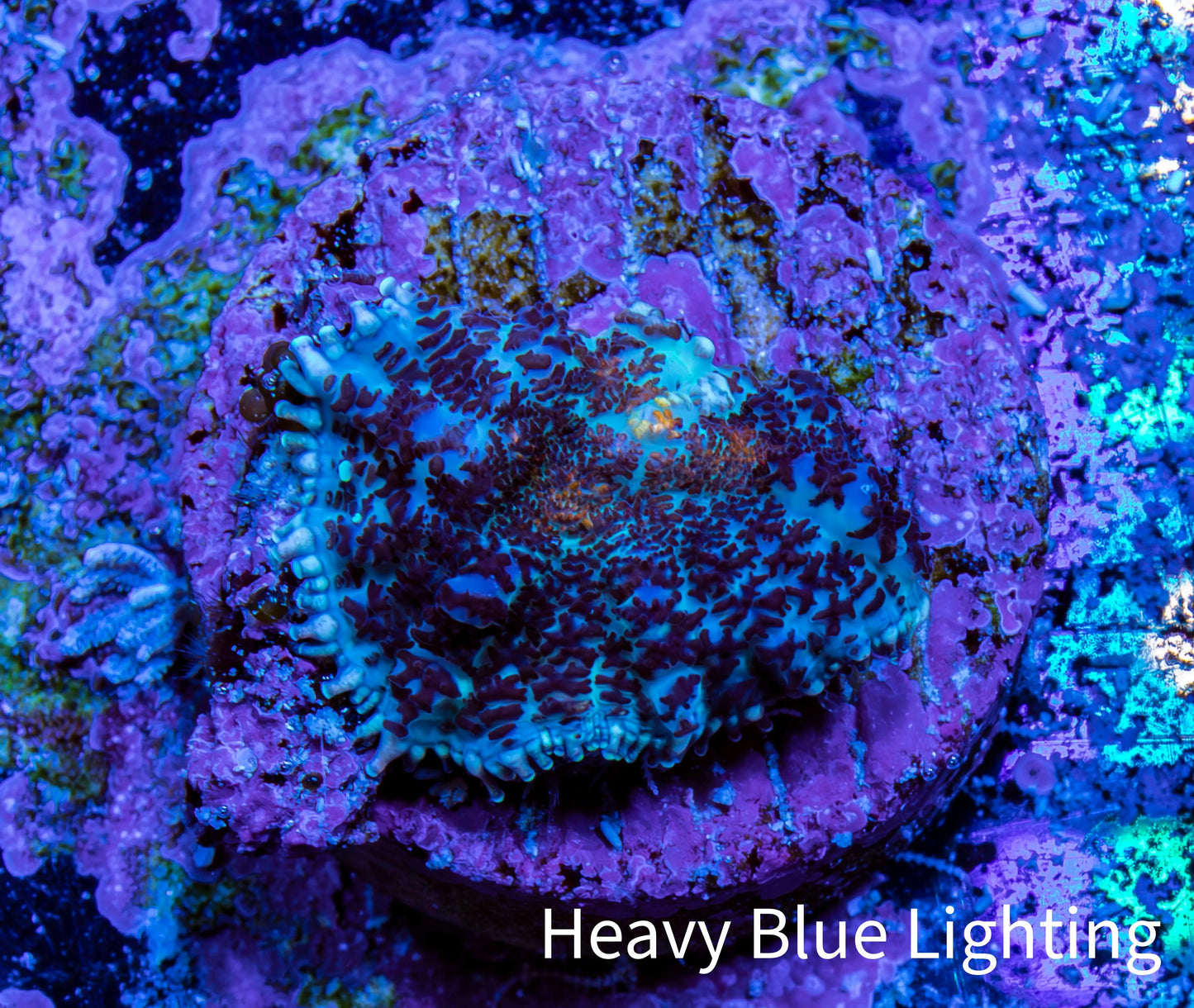 Ultra Rhodactis Coral WYSIWYG 1cm A7R1B2 Ultra Rhodactis Coral WYSIWYG 1cm A7R1B2 Animals & Pet Supplies Ultra Rhodactis Coral WYSIWYG 1cm A7R1B2 Zeo Box Reef