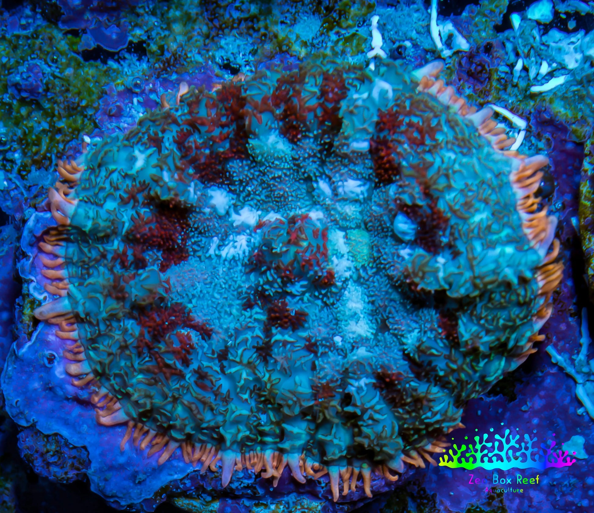 Ultra Rhodactis Coral -  WYSIWYG 1cm G1R1B2 Ultra Rhodactis Coral -  WYSIWYG 1cm G1R1B2 Animals & Pet Supplies Ultra Rhodactis Coral -  WYSIWYG 1cm G1R1B2 Zeo Box Reef