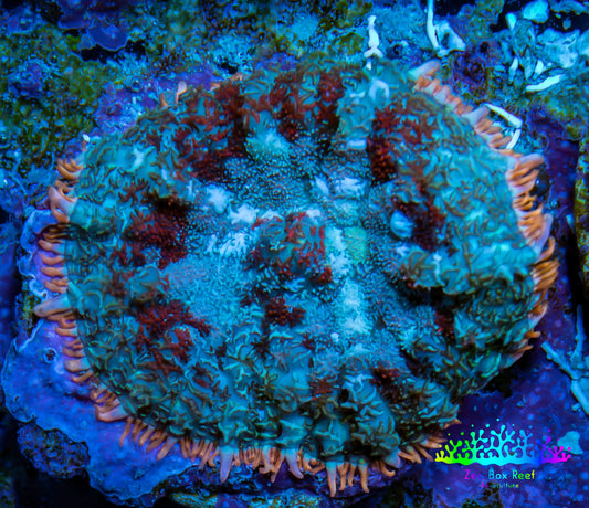 Ultra Rhodactis Coral -  WYSIWYG 1cm G1R1B2 Ultra Rhodactis Coral -  WYSIWYG 1cm G1R1B2 Animals & Pet Supplies Ultra Rhodactis Coral -  WYSIWYG 1cm G1R1B2 Zeo Box Reef