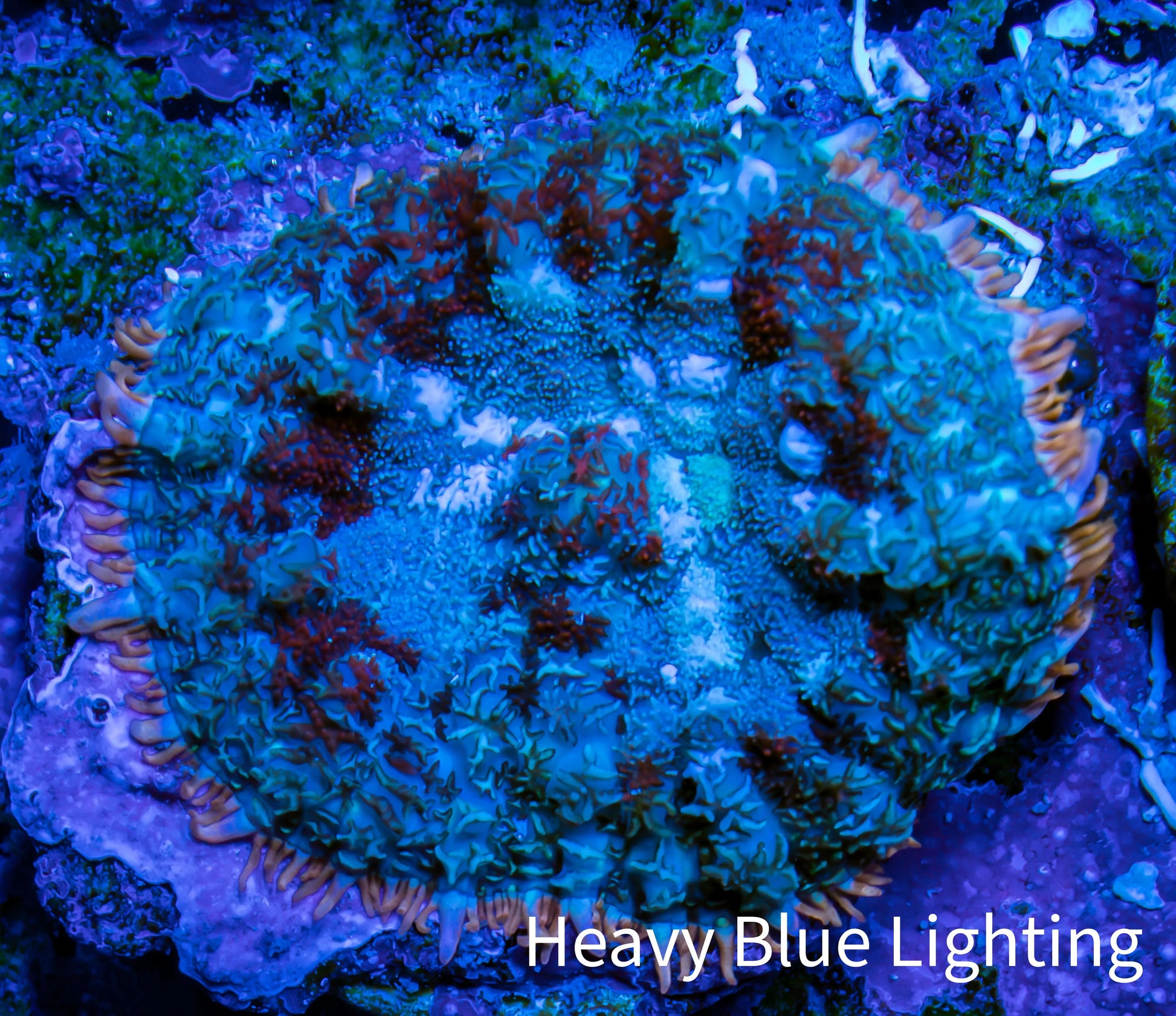 Ultra Rhodactis Coral -  WYSIWYG 1cm G1R1B2 Ultra Rhodactis Coral -  WYSIWYG 1cm G1R1B2 Animals & Pet Supplies Ultra Rhodactis Coral -  WYSIWYG 1cm G1R1B2 Zeo Box Reef