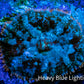 Ultra Rhodactis Coral -  WYSIWYG 1cm T2R1B2 Ultra Rhodactis Coral -  WYSIWYG 1cm T2R1B2 Animals & Pet Supplies Ultra Rhodactis Coral -  WYSIWYG 1cm T2R1B2 Zeo Box Reef