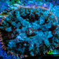 Ultra Rhodactis Coral -  WYSIWYG 1cm T2R1B2 Ultra Rhodactis Coral -  WYSIWYG 1cm T2R1B2 Animals & Pet Supplies Ultra Rhodactis Coral -  WYSIWYG 1cm T2R1B2 Zeo Box Reef