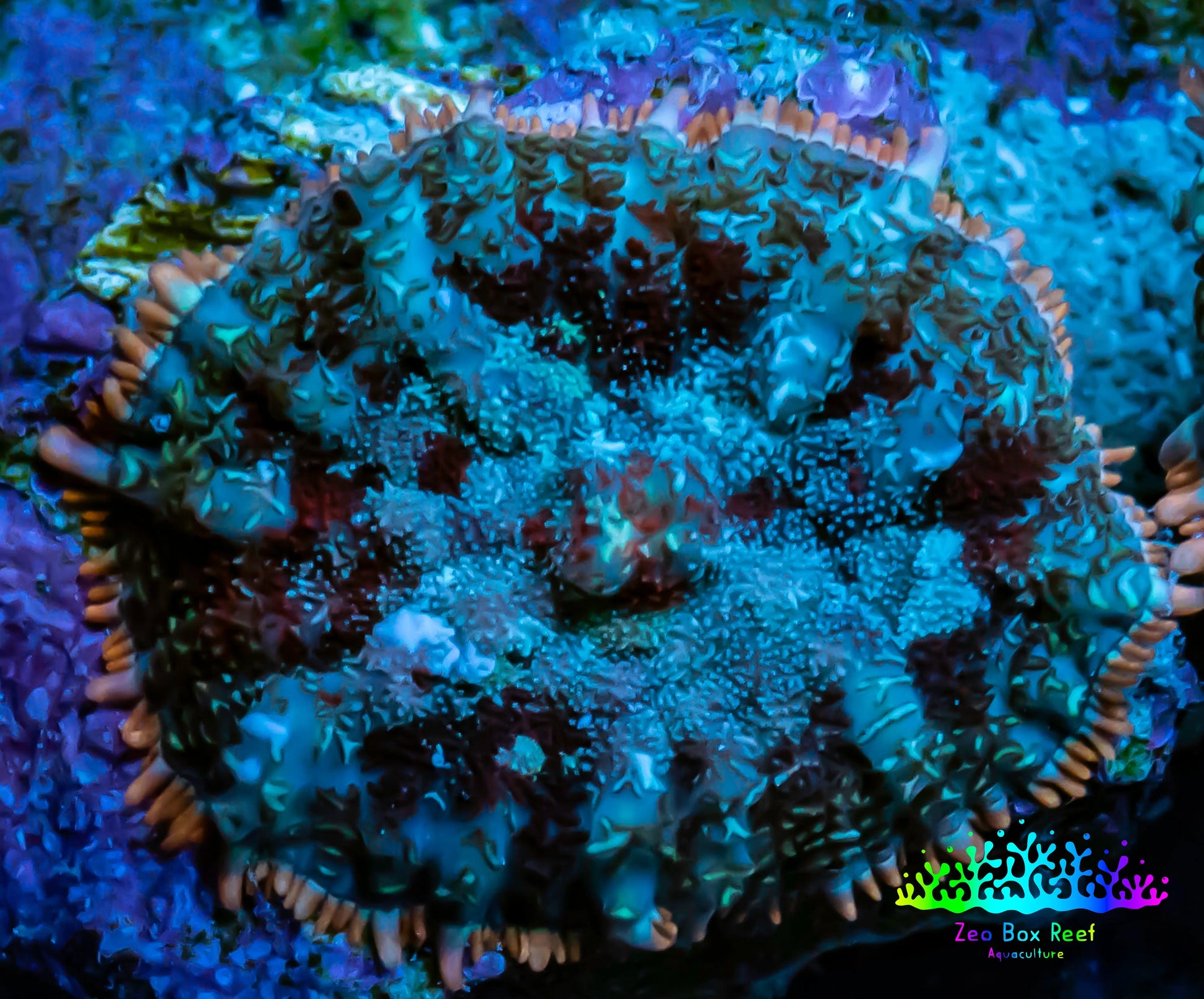 Ultra Rhodactis Coral -  WYSIWYG 1cm T2R1B2 Ultra Rhodactis Coral -  WYSIWYG 1cm T2R1B2 Animals & Pet Supplies Ultra Rhodactis Coral -  WYSIWYG 1cm T2R1B2 Zeo Box Reef