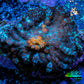 Ultra Rhodactis Coral WYSIWYG 2.5cm A8R1B2 Ultra Rhodactis Coral WYSIWYG 2.5cm A8R1B2 Animals & Pet Supplies Ultra Rhodactis Coral WYSIWYG 2.5cm A8R1B2 Zeo Box Reef