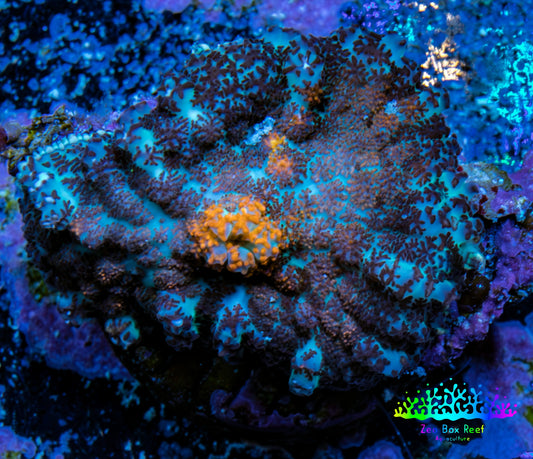Ultra Rhodactis Coral WYSIWYG 2.5cm A8R1B2 Ultra Rhodactis Coral WYSIWYG 2.5cm A8R1B2 Animals & Pet Supplies Ultra Rhodactis Coral WYSIWYG 2.5cm A8R1B2 Zeo Box Reef