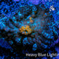 Ultra Rhodactis Coral WYSIWYG 2.5cm A8R1B2 Ultra Rhodactis Coral WYSIWYG 2.5cm A8R1B2 Animals & Pet Supplies Ultra Rhodactis Coral WYSIWYG 2.5cm A8R1B2 Zeo Box Reef