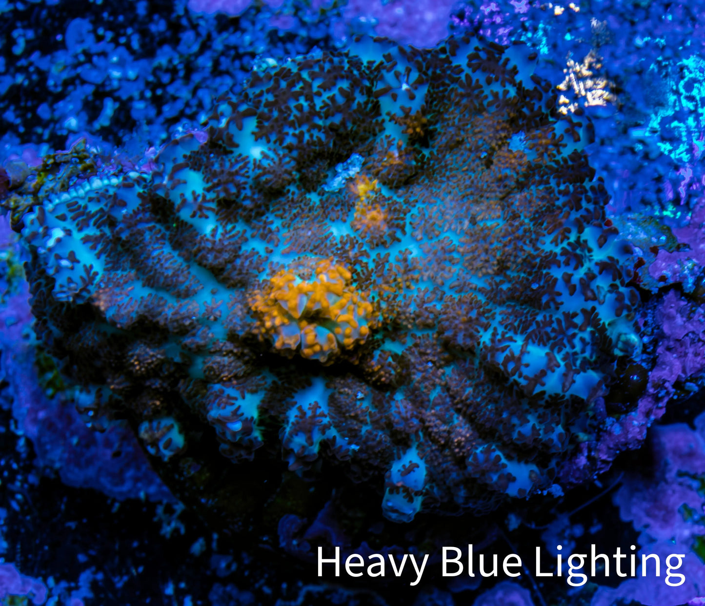 Ultra Rhodactis Coral WYSIWYG 2.5cm A8R1B2 Ultra Rhodactis Coral WYSIWYG 2.5cm A8R1B2 Animals & Pet Supplies Ultra Rhodactis Coral WYSIWYG 2.5cm A8R1B2 Zeo Box Reef