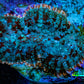 Ultra Rhodactis Coral -  WYSIWYG 2.5cm T3R1B2 Ultra Rhodactis Coral -  WYSIWYG 2.5cm T3R1B2 Animals & Pet Supplies Ultra Rhodactis Coral -  WYSIWYG 2.5cm T3R1B2 Zeo Box Reef
