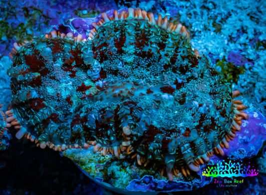 Ultra Rhodactis Coral -  WYSIWYG 2.5cm T3R1B2 Ultra Rhodactis Coral -  WYSIWYG 2.5cm T3R1B2 Animals & Pet Supplies Ultra Rhodactis Coral -  WYSIWYG 2.5cm T3R1B2 Zeo Box Reef