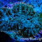 Ultra Rhodactis Coral -  WYSIWYG 2.5cm T3R1B2 Ultra Rhodactis Coral -  WYSIWYG 2.5cm T3R1B2 Animals & Pet Supplies Ultra Rhodactis Coral -  WYSIWYG 2.5cm T3R1B2 Zeo Box Reef