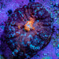 Ultra Rhodactis Coral WYSIWYG 2cm A6R1B2 Ultra Rhodactis Coral WYSIWYG 2cm A6R1B2 Animals & Pet Supplies Ultra Rhodactis Coral WYSIWYG 2cm A6R1B2 Zeo Box Reef