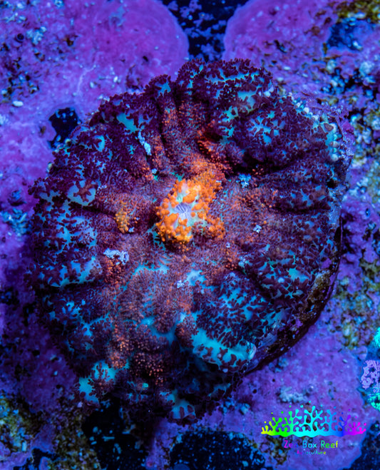 Ultra Rhodactis Coral WYSIWYG 2cm A6R1B2 Ultra Rhodactis Coral WYSIWYG 2cm A6R1B2 Animals & Pet Supplies Ultra Rhodactis Coral WYSIWYG 2cm A6R1B2 Zeo Box Reef