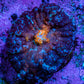 Ultra Rhodactis Coral WYSIWYG 2cm A6R1B2 Ultra Rhodactis Coral WYSIWYG 2cm A6R1B2 Animals & Pet Supplies Ultra Rhodactis Coral WYSIWYG 2cm A6R1B2 Zeo Box Reef