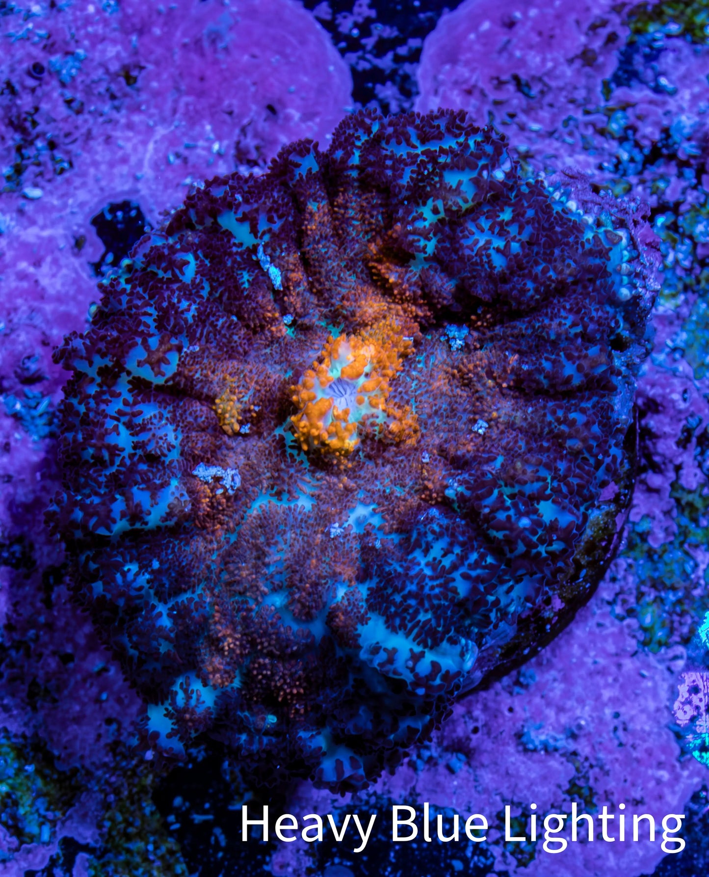 Ultra Rhodactis Coral WYSIWYG 2cm A6R1B2 Ultra Rhodactis Coral WYSIWYG 2cm A6R1B2 Animals & Pet Supplies Ultra Rhodactis Coral WYSIWYG 2cm A6R1B2 Zeo Box Reef