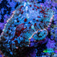 Ultra Rhodactis Coral -  WYSIWYG 2cm D5R1B2 Ultra Rhodactis Coral -  WYSIWYG 2cm D5R1B2 Animals & Pet Supplies Ultra Rhodactis Coral -  WYSIWYG 2cm D5R1B2 Zeo Box Reef