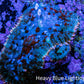 Ultra Rhodactis Coral -  WYSIWYG 2cm D5R1B2 Ultra Rhodactis Coral -  WYSIWYG 2cm D5R1B2 Animals & Pet Supplies Ultra Rhodactis Coral -  WYSIWYG 2cm D5R1B2 Zeo Box Reef