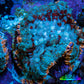 Ultra Rhodactis Coral -  WYSIWYG 2cm G2R1B2 Ultra Rhodactis Coral -  WYSIWYG 2cm G2R1B2 Animals & Pet Supplies Ultra Rhodactis Coral -  WYSIWYG 2cm G2R1B2 Zeo Box Reef