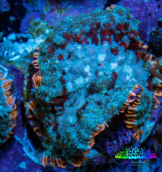Ultra Rhodactis Coral -  WYSIWYG 2cm G2R1B2 Ultra Rhodactis Coral -  WYSIWYG 2cm G2R1B2 Animals & Pet Supplies Ultra Rhodactis Coral -  WYSIWYG 2cm G2R1B2 Zeo Box Reef