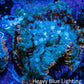 Ultra Rhodactis Coral -  WYSIWYG 2cm G2R1B2 Ultra Rhodactis Coral -  WYSIWYG 2cm G2R1B2 Animals & Pet Supplies Ultra Rhodactis Coral -  WYSIWYG 2cm G2R1B2 Zeo Box Reef