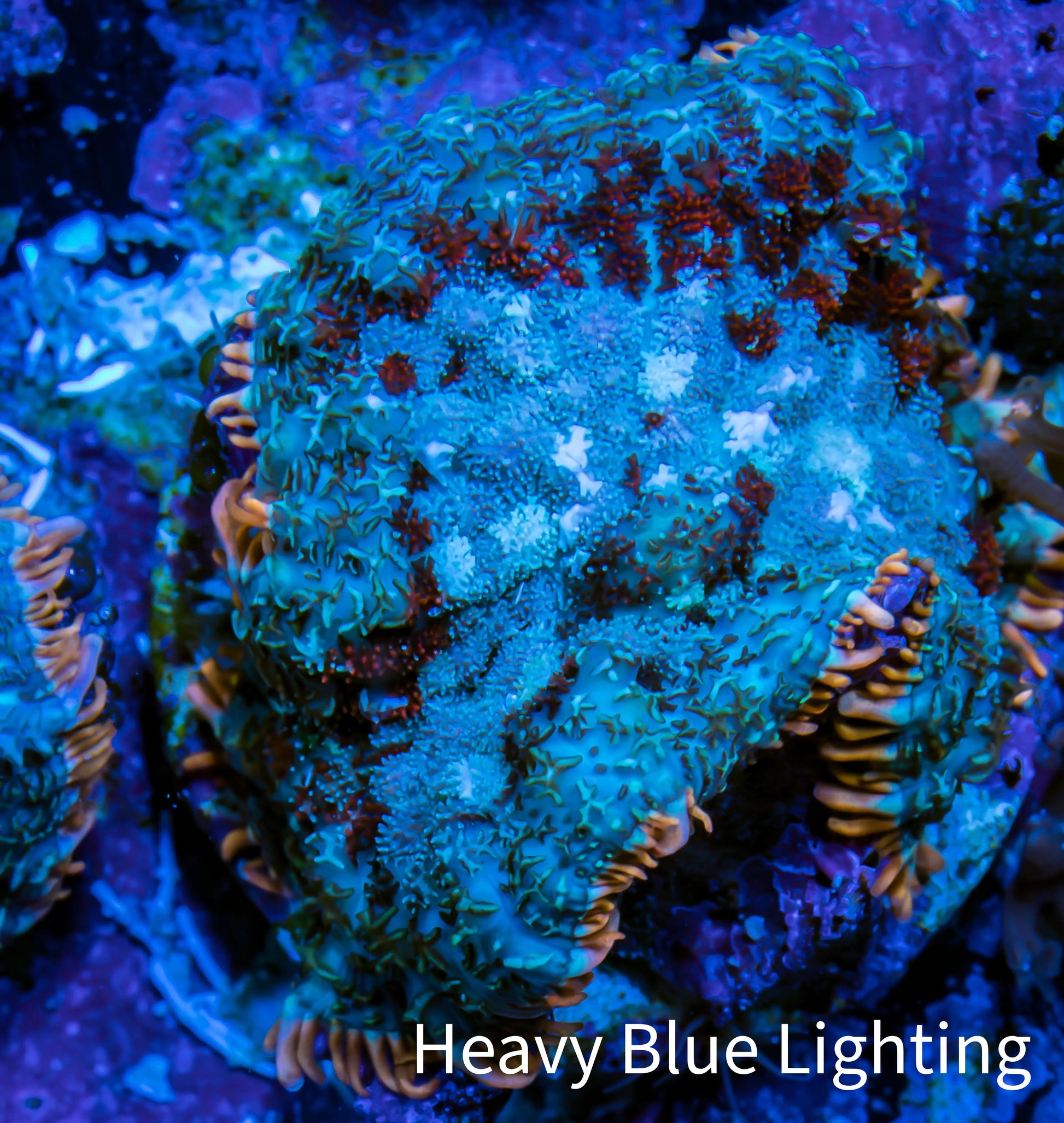 Ultra Rhodactis Coral -  WYSIWYG 2cm G2R1B2 Ultra Rhodactis Coral -  WYSIWYG 2cm G2R1B2 Animals & Pet Supplies Ultra Rhodactis Coral -  WYSIWYG 2cm G2R1B2 Zeo Box Reef