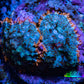 Ultra Rhodactis Coral -  WYSIWYG 2cm H1R1B2 Ultra Rhodactis Coral -  WYSIWYG 2cm H1R1B2 Animals & Pet Supplies Ultra Rhodactis Coral -  WYSIWYG 2cm H1R1B2 Zeo Box Reef