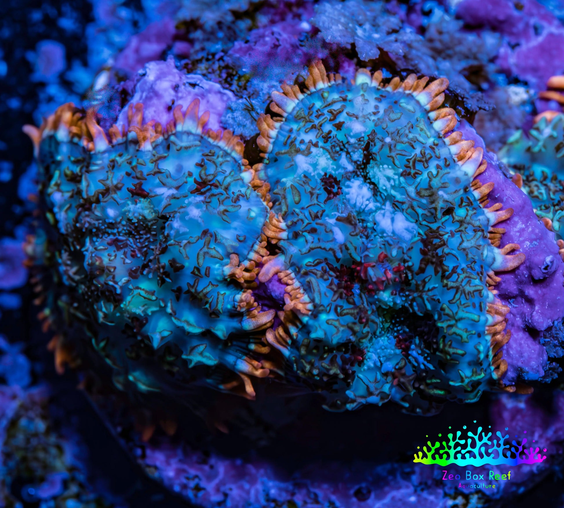 Ultra Rhodactis Coral -  WYSIWYG 2cm H1R1B2 Ultra Rhodactis Coral -  WYSIWYG 2cm H1R1B2 Animals & Pet Supplies Ultra Rhodactis Coral -  WYSIWYG 2cm H1R1B2 Zeo Box Reef